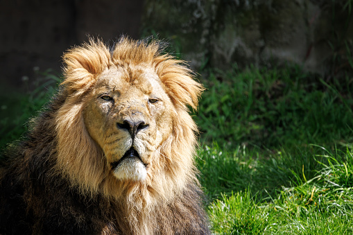 Male Lions ((Panthera leo). Ndutu region of Ngorongoro Conservation Area, Tanzania, Africa