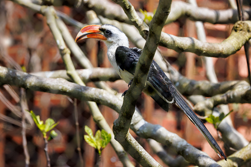 A male Von Der Deckens hornbill, Tockus deckeni, perched in a tree. A slender hornbill with pied plumage and endemic to dry regions of Eastern Africa