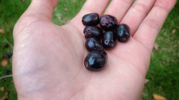 istock Close-up shot of Lukwa fruit resting on hand 2150658287