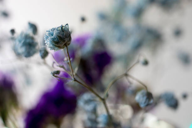Dried flowers on a light background for copying. Flowers texture background.