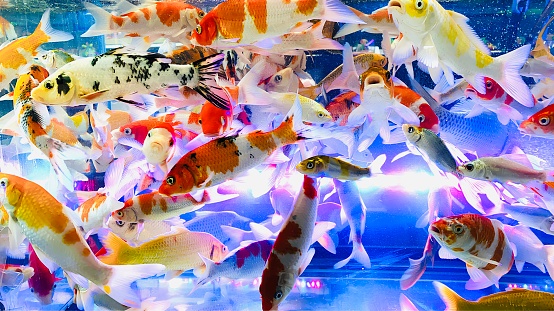 A lively underwater scene with colorful koi fish swimming in a fish tank.