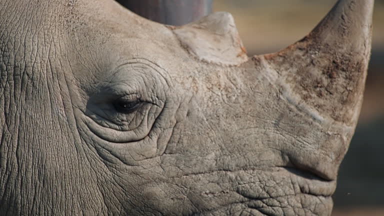 footage of a wild big horn African rhino closeup portrait eye standing in the national conservation zoo park with other animals. wild African rhinoceros closeup walking in Kenya. Tourism safari travel