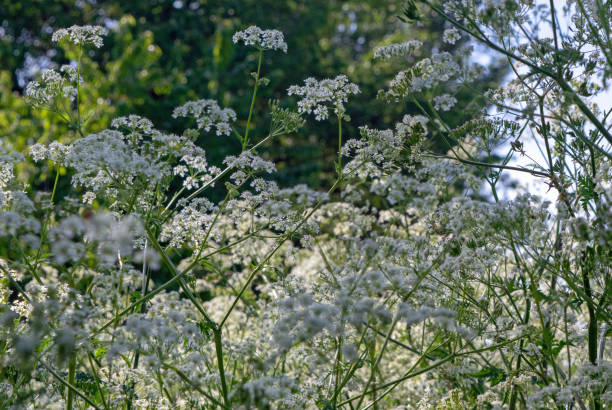istock Close up of Cow Parsley 2150660317