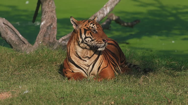 Single dangerous tiger lying have rest on green grass in its natural habitat. Wild animals protection in reserve conservation national park. Wildlife predator mammal of Africa. Big wild aggressive cat