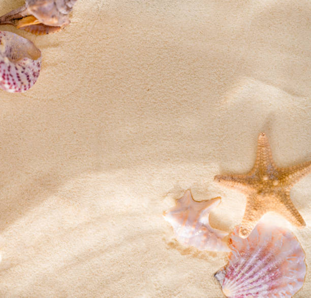 istock Summer Vacation Concept. Shells, Starfish on Sand 2150660823