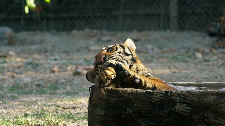 Single dangerous tiger lying have rest in wooden bath in Bangkok open zoo. Wild animals protection in reserve conservation national park. Wildlife predator mammals of Africa. Big wild aggressive cat