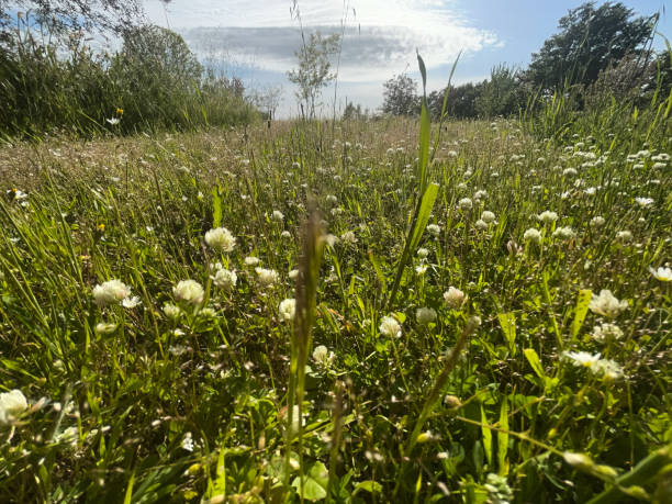 istock view of a meadow 2150662389