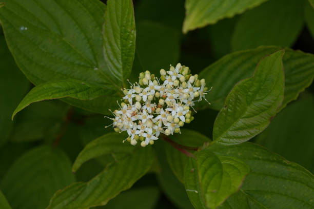 istock American dogwood 2150663157