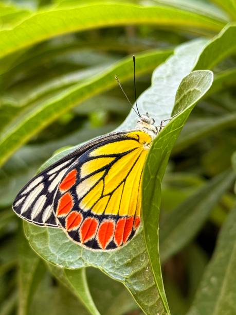 istock Beautiful colourful common Jezebel butterfly 2150663410