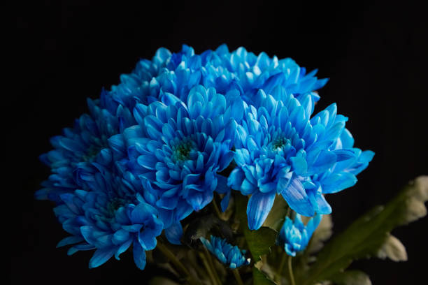 istock Blue chrysanthemums on a black background, blue flowers on a black background in bright light, bouquet of blue flowers on a black background 2150664125