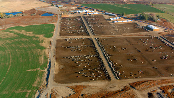 istock View of cattle on farm 2150664343