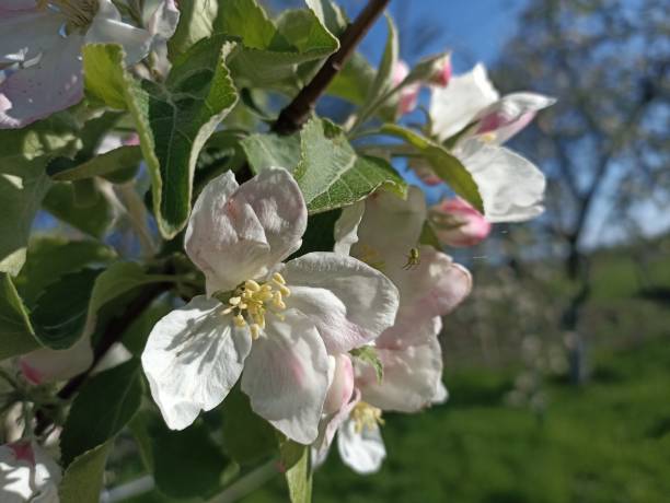 istock An apple is an edible fruit produced by an apple tree (Malus domestica). Blossom 2150664394