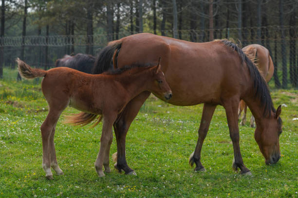 istock Baby horse grazing with its mother 2150667036