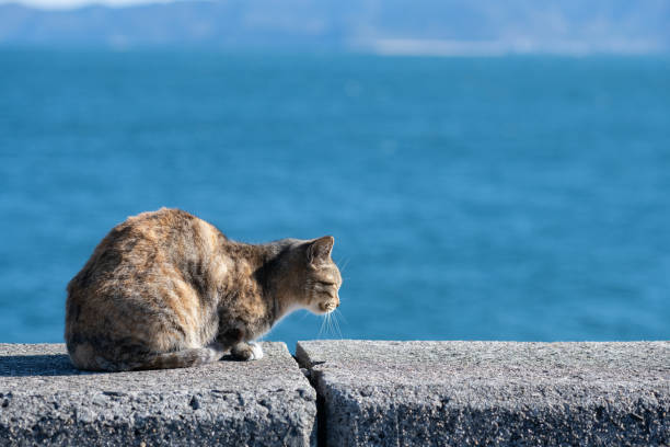 istock Cute cat relaxing on the embankment 2150667089