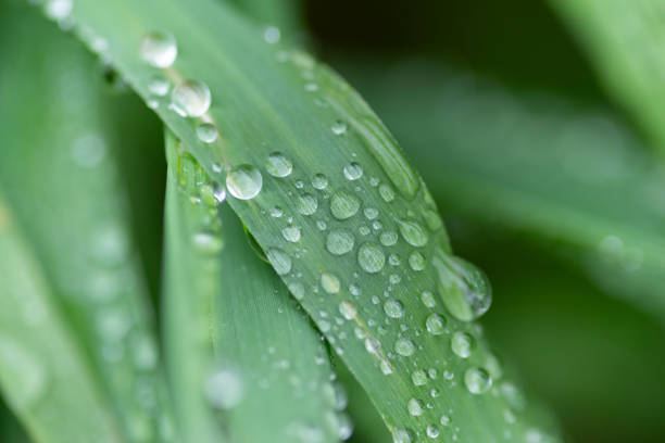 istock leaves wet in the rain 2150667165