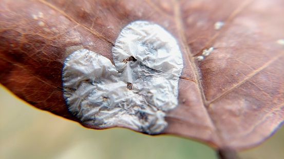 heart disease on old dry leaf