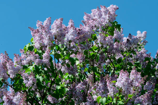 istock Lush beautiful lilac blossom in a botanical garden on a bright sunny spring day 2150667635