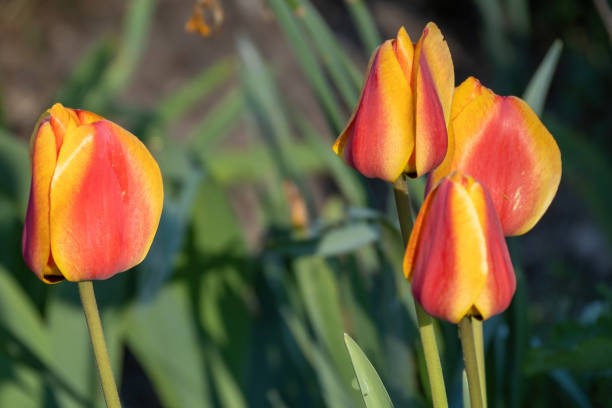 yellow red tulips in the garden