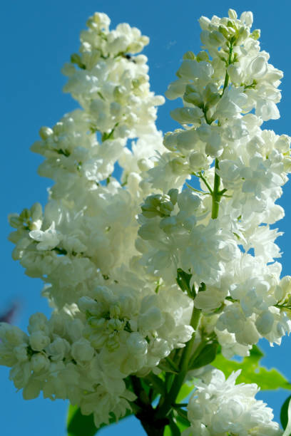 Lush beautiful lilac blossom in a botanical garden on a bright sunny spring day, natural illustration, plant background.