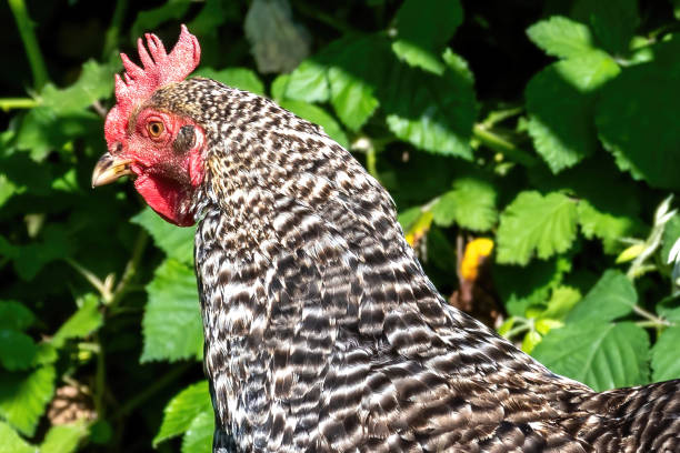 istock proud rooster in the meadow 2150667741