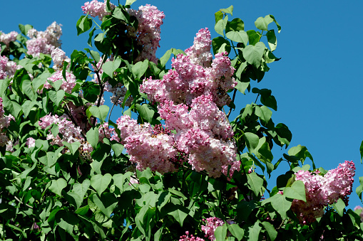 Lush beautiful lilac blossom in a botanical garden on a bright sunny spring day, natural illustration, plant background.