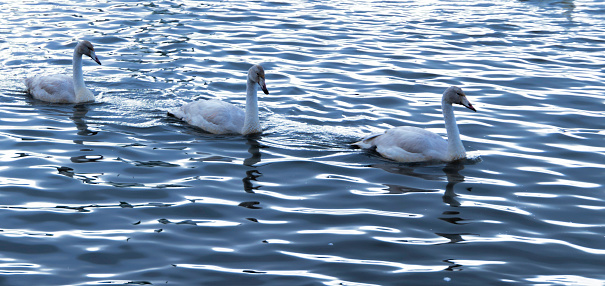 Three swans are swimming in a body of water. The water is calm and clear, and the swans are moving gracefully through it. The scene is peaceful and serene