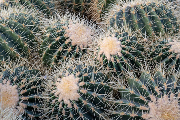 istock close up of cactus echino grusonii 2150668537