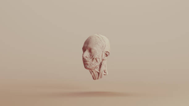 istock Ecorche study muscles without skin anatomical head neutral backgrounds soft tones beige brown front left view 2150669067