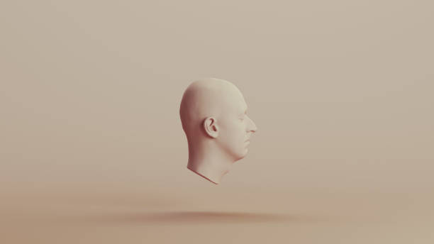 istock Ecorche study muscles without skin anatomical head neutral backgrounds soft tones beige brown right view 2150669080