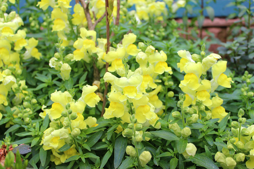 Yellow flowers of snapdragon (lat. Antirrhínum). Photo taken in Abkhazia