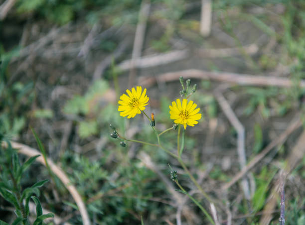 istock yellow flowers in the grass 2150669198