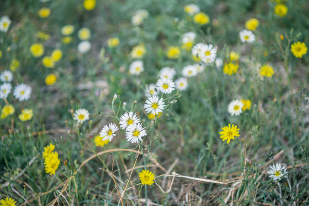 yellow flowers in the grass