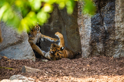 young cheerful tiger cubs frolic and play near the pond. bright sunny beautiful natural background