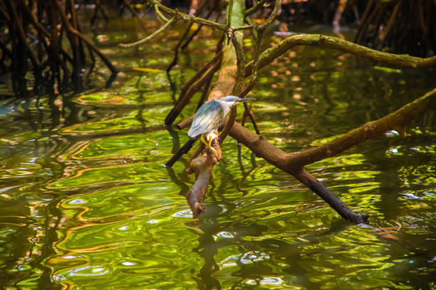 Green night herons in natural environment primarily eat small fish, crustaceans, frogs, aquatic insects, and small mammals. During day rest in trees or bushes.