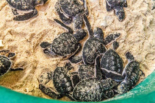 istock newborn cubs of sea turtle 2150669555
