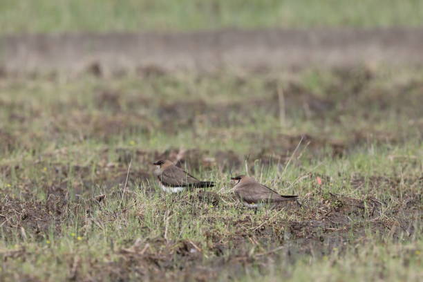 istock Oriental Pratincole (Glareola maldivarum) in Japan 2150669568