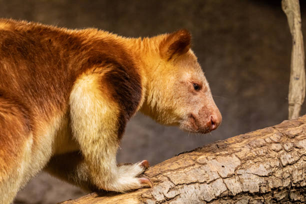 istock Goodfellow's Tree Kangaroo, dendrolagus goodfellowi buergersi 2150669632