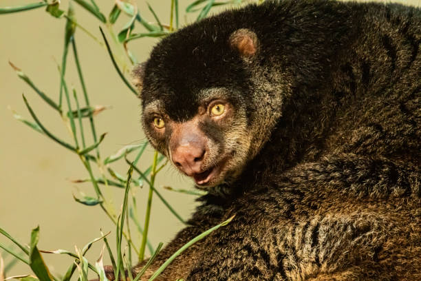80+ Ailurops Ursinus fotos de stock, imagens e fotos royaltyfree iStock