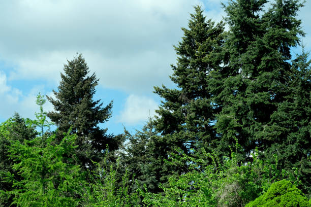 Landscape botanical park on a bright sunny spring day, natural illustration, plant background.