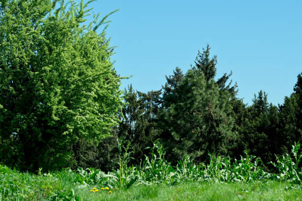 Landscape botanical park on a bright sunny spring day, natural illustration, plant background.