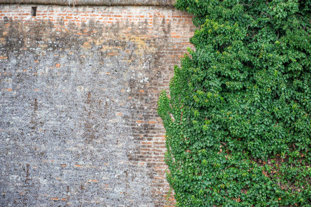 istock Old ancient brick stone wall texture background with ivy plant 2150672066