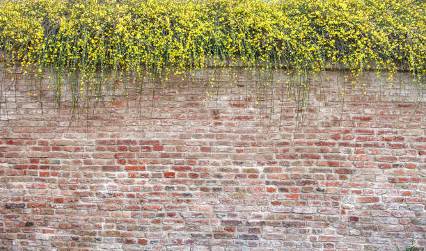istock Brick wall texture background with plant small yellow flowers 2150672074