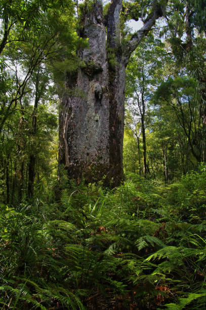 Giant kauri tree (Agathis australis) called Tane Matua Ngahere (Father of the forest), Waipoua Forest, Northland, North Island, New Zealand