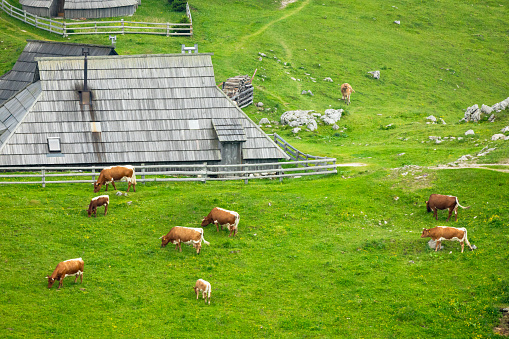 Cows and Wooden Shepherd Shelters on the Big Pasture Plateau or Velika Planina in Savinja Alps, Slovenia