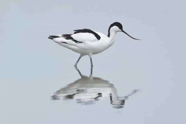 Avocet Wader Bird - Refection