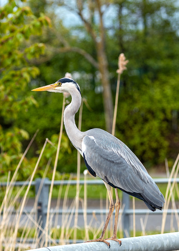 Tall, grey wading bird with long neck & spear-like beak. Stalks prey in Dublin's wetlands & waterways.