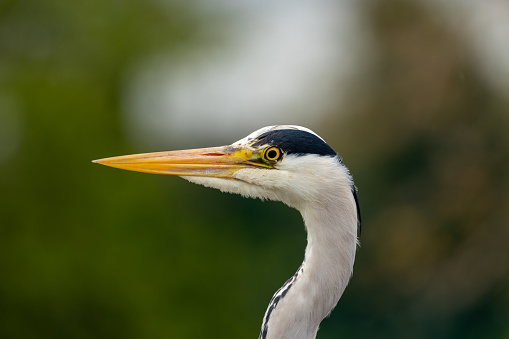 Tall, grey wading bird with long neck & spear-like beak. Stalks prey in Dublin's wetlands & waterways.