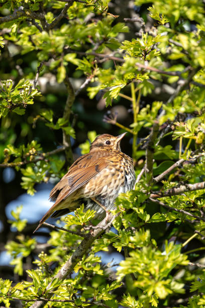 istock Song Thrush (Turdus philomelos) - Melodious Master of the Thrush Family 2150675506
