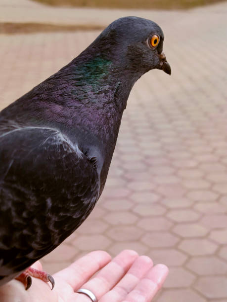 istock Feeding pigeons from hand in the park in summer... 2150675527