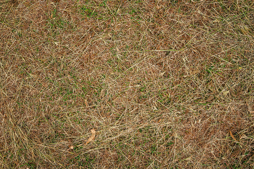 Texture of freshly mown drying meadow from above. The long cut grass lies loose on the ground.